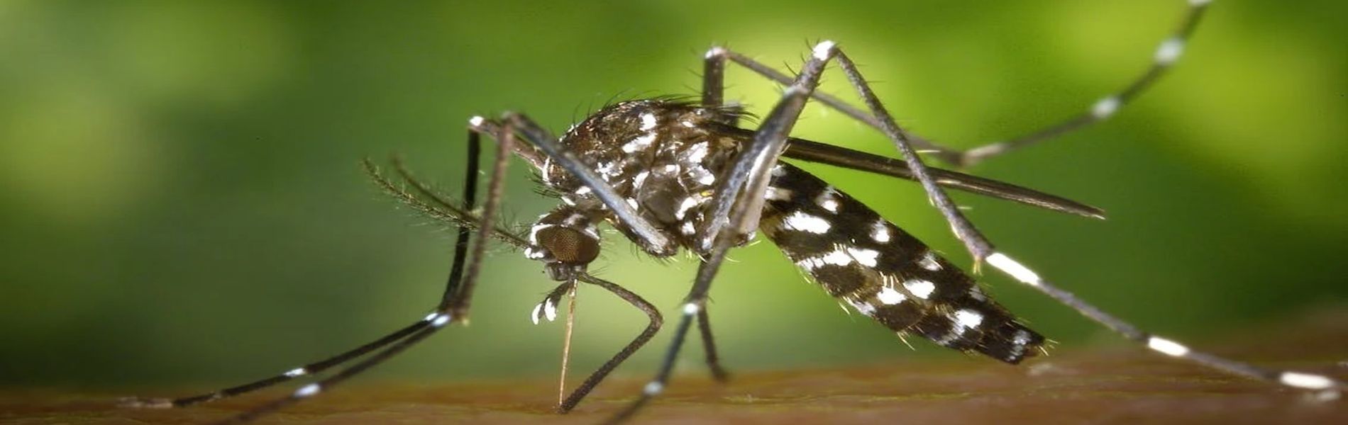 The Proven Leader in Commercial & Residential Mosquito & Tick Control Services