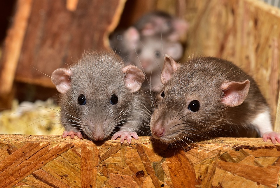 5 Telltale Signs of a Rodent Infestation in Your Home