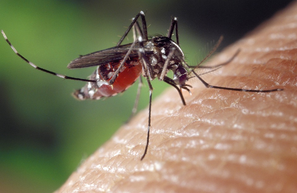 Why Mosquitoes Love to Bite Our Feet and Ankles
