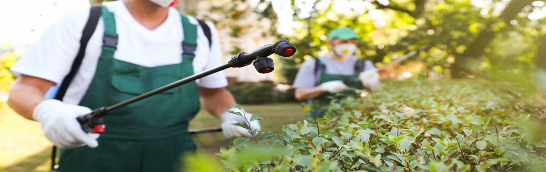 Go with the Plant Health Experts in Southampton!